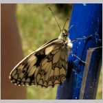 HPIM159-papillon1.jpg