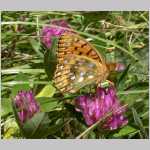 HPIM1596-papillon2.jpg