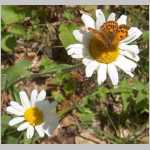 HPIM1600-papillon3.jpg