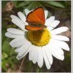HPIM1601-papillon4.jpg
