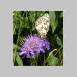 HPIM1603-papillon5.jpg