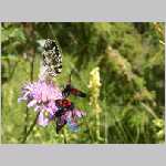 HPIM1605-papillon6.jpg